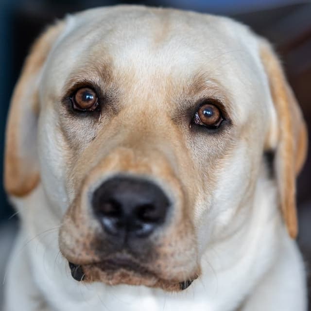 Max the Labrador - a friendly golden dog ready for adoption